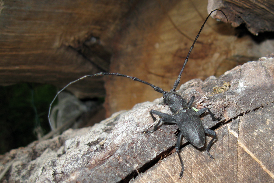 Morimus asper (Cerambycidae, Lamiinae)